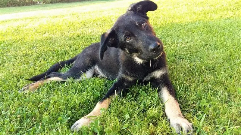 Körpersprache Hund