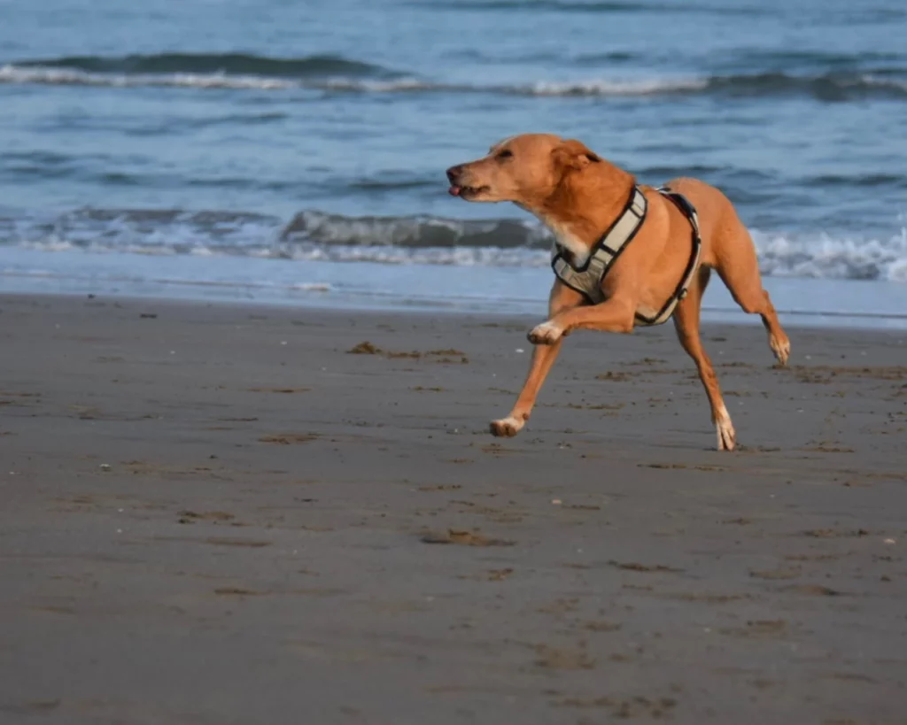 Das Hundegeschirr muss bei den Schultern und Achseln ausreichend Bewegungsfreiheit geben.