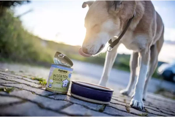 Hund Insekten Nassfutter