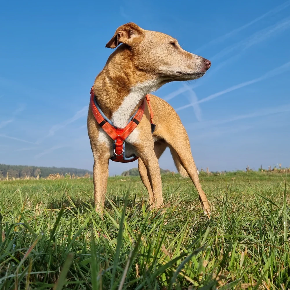 Gepolstertes Hundegeschirr der bellerei an einem glücklichen Hund auf einer Wiese