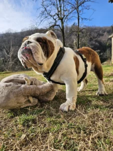 Englische Bulldogge trägt ein gut sitzendes Geschirr von bellerei
