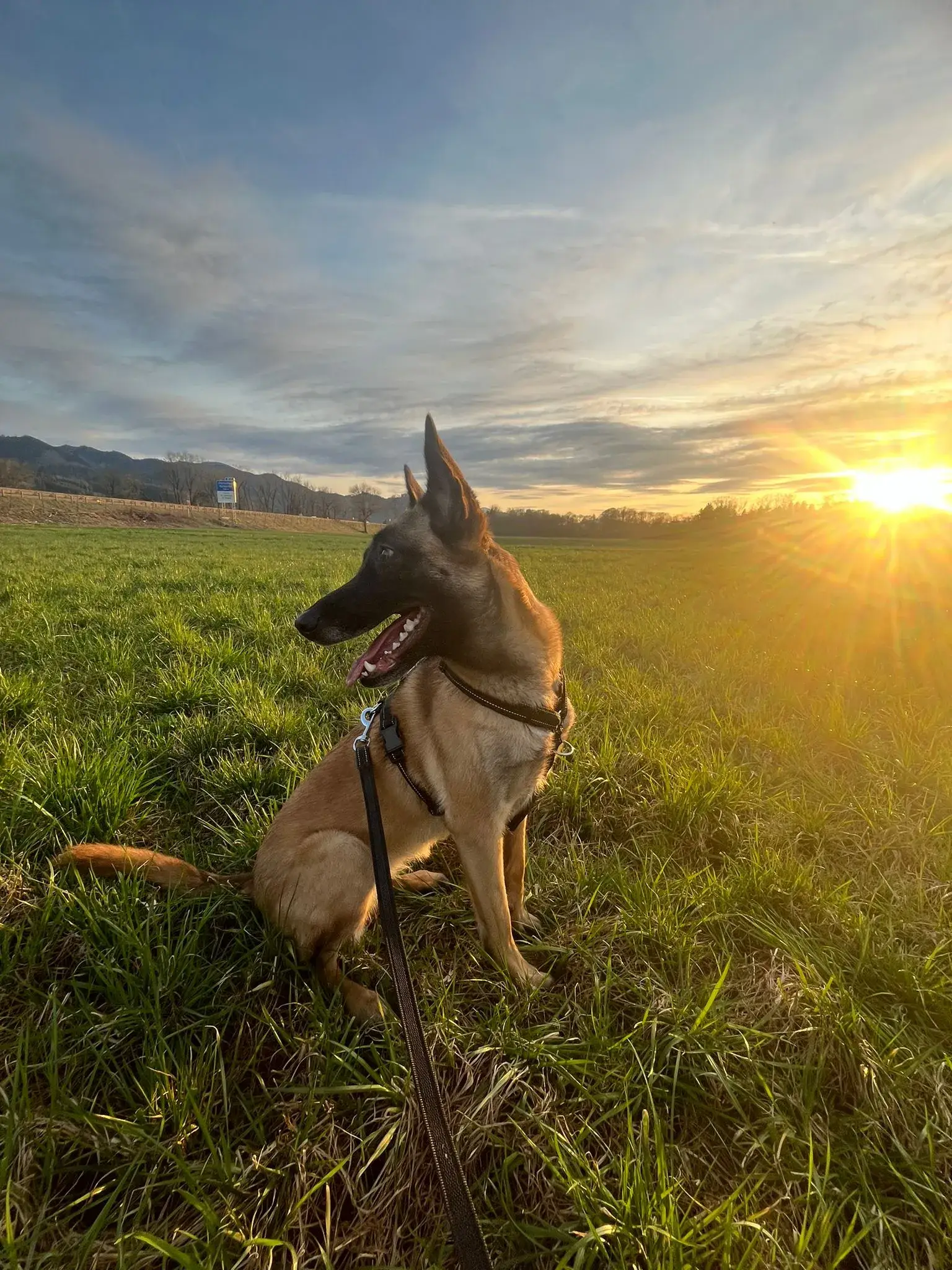 Malinois Hundegeschirr in Aktion