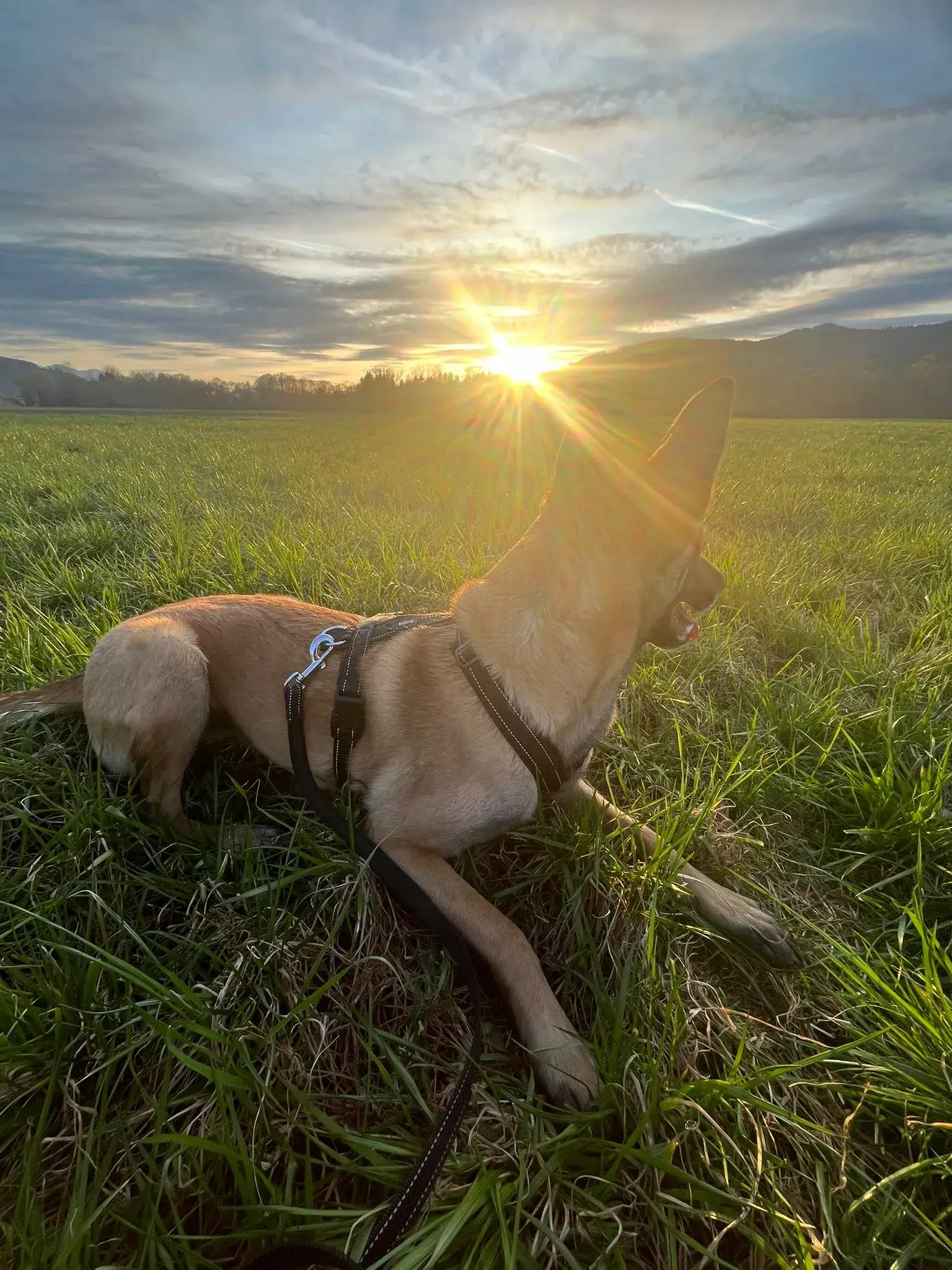 Detailansicht des gepolsterten Malinois Hundegeschirrs