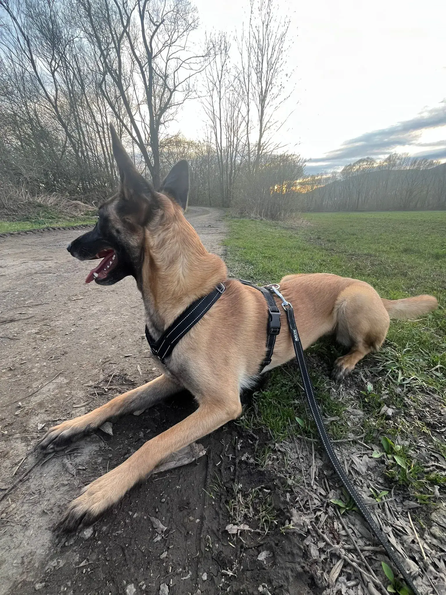 Malinois von vorne mit bellerei Hundegeschirr