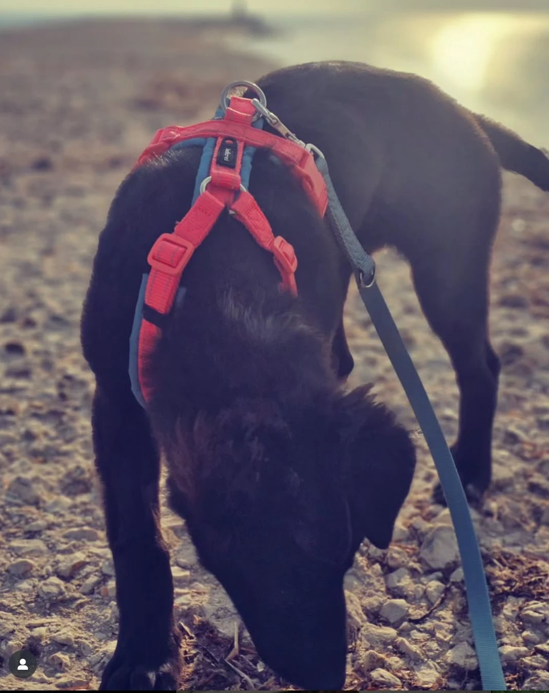 Welpe mit bellerei Hundegeschirr – geteilter Bruststeg