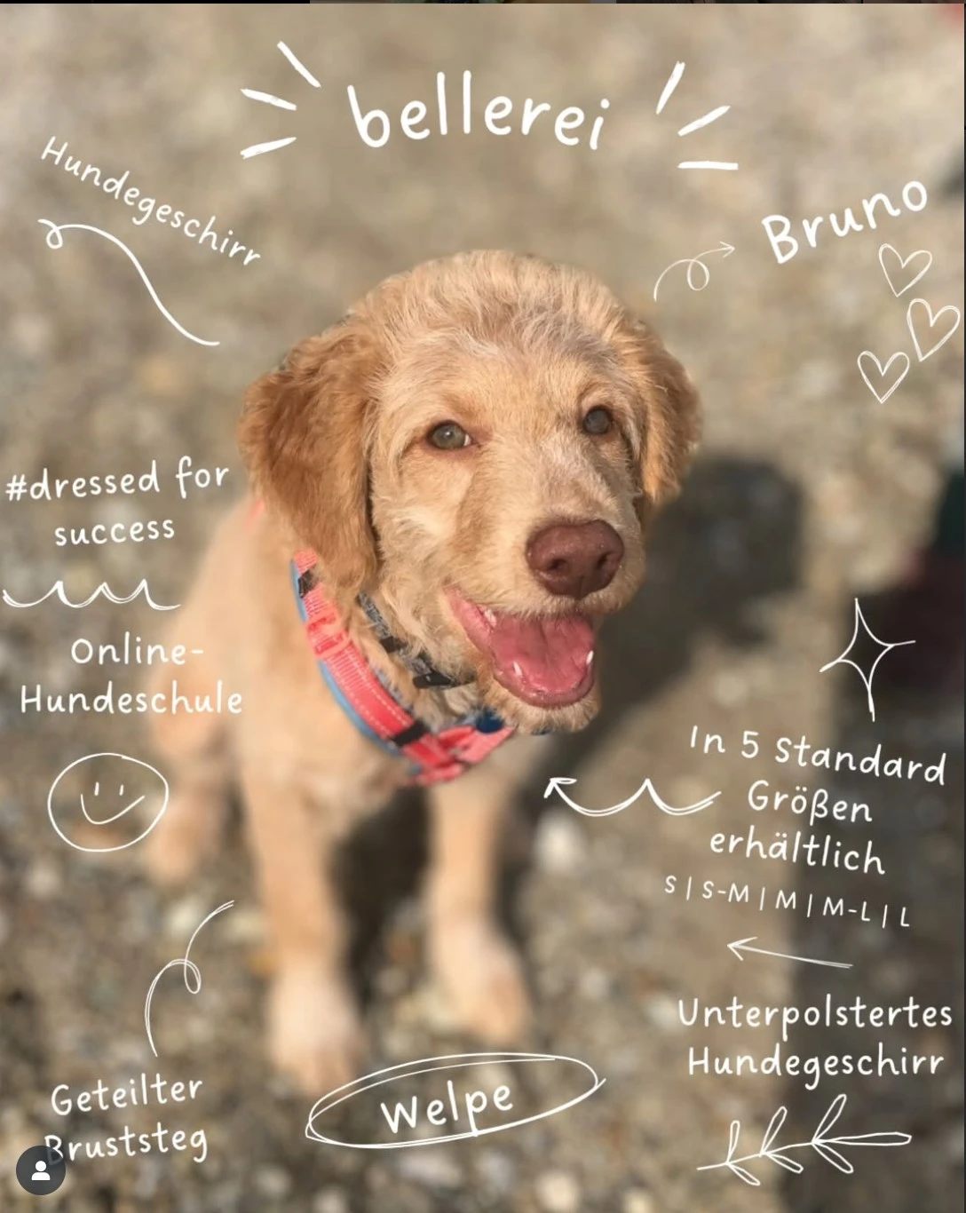 Bestes Hundegeschirr für den Welpen – Y-Schnitt